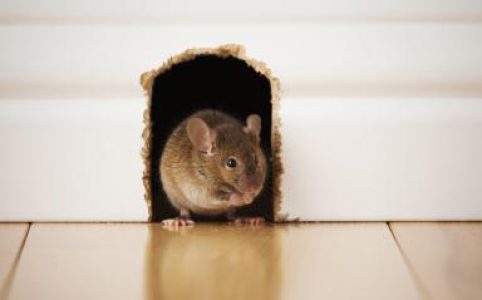 Chọn loại thuốc diệt chuột sinh học nào tốt nhất?